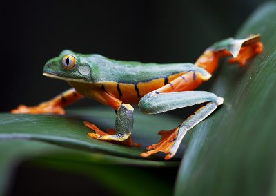 Costa Rica © Regi Popelier