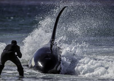 Falklands © Regi Popelier