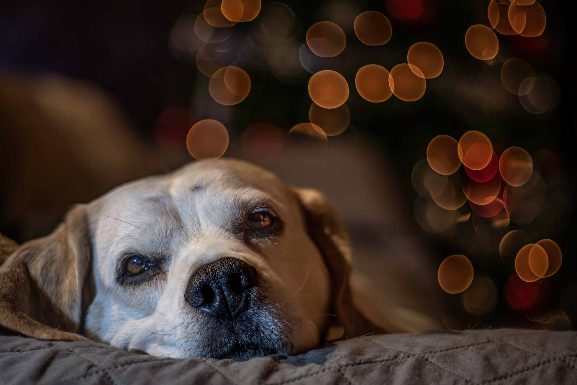 Challenge van de maand december 2020: Bokeh - Dirk Vergote