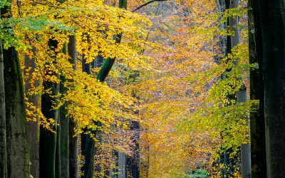 Challenge van de maand: november 2022 – thema “Herfstbossen en -bomen”